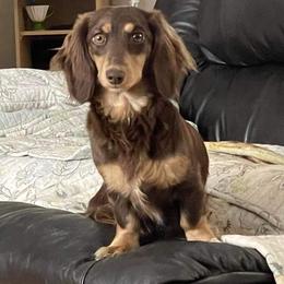 Tilly - Dachshund