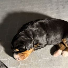 Annie - Tri-color female Bernedoodle puppy in Campbellsville, Kentucky from Blue Belle Hills Bernedoodles