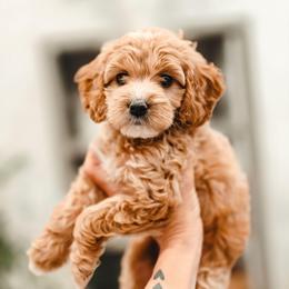 Adira - Red  female Goldendoodle puppy in Punta Gorda, Florida from Transformation Acres Goldendoodle