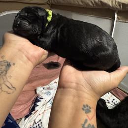 Cane Corso Puppies from Bellissima Cala Cane Corso