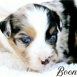 Boone - Blue merle male Miniature Australian Shepherd puppy in Ennis, Texas from God’s Little Aussies