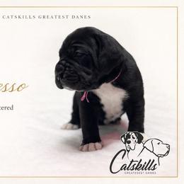Espresso - Black and white female Great Dane puppy in Liberty, New York from Catskills Greatest Danes