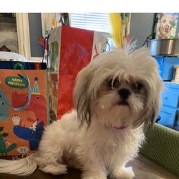Frannie - Shih Tzu