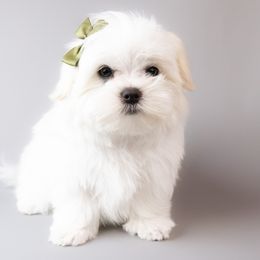Maltese puppies from Brost Maltese