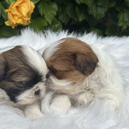 Girl1 - Red and white female Shih Tzu puppy in Covina, California from Shih_doodle_Co