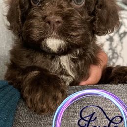 Cockapoos and Poodles from Designer Puppy Boutique