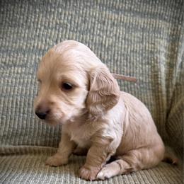 Pink Collar Girl - Cream female Dachshund puppy in Descanso, California from Kendaline Kennels