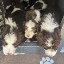Bearded Collie Puppies from Aberlour Bearded Collies