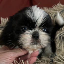 Tux - Black and white male Shih Tzu puppy in Texas from A Sassy Soul Shih-Tzu