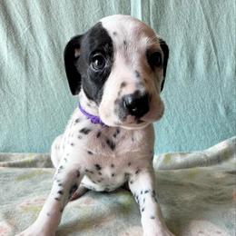 Flurry - White and black female Dalmatian puppy in Travelers Rest, South Carolina from Cotton Top