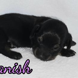 Danish - Black tri-color female Australian Shepherd puppy in Albion, Michigan from Northern Lights Aussies (NL Aussies)