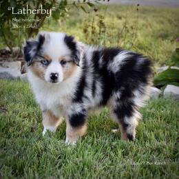 Latherby - Blue merle male Miniature Australian Shepherd puppy in Evant, Texas from Lazy VT Bar Ranch
