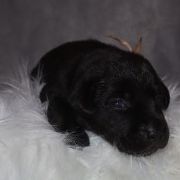 Light pink - Black female Labrador Retriever puppy in Suffolk County, New York from South Shore Labradors