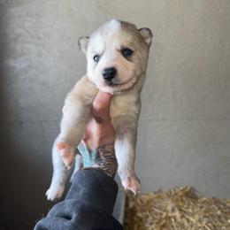 Girl 2 - Gray and white female Siberian Husky puppy in Iron River, Wisconsin from Wiemeri Siberians