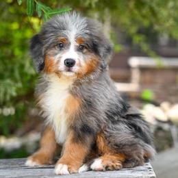 Raptor - Blue merle male Bernedoodle puppy in Dundee, Ohio from Down Home Doodle