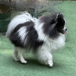 Elvis - Pomeranian