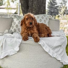 Turciose collar - Red  male Goldendoodle puppy in Spokane, Washington from Dream Doodles in Spokane WA