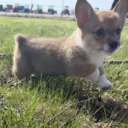Girl 2 - Red and white female American Corgi puppy in Severy, Kansas from Ervin Farm Corgis