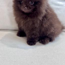 Gatsby (ready for Valentine's Day) - Chocolate male Pomeranian puppy in Canandaigua, New York from Fingerlakes Pomeranians