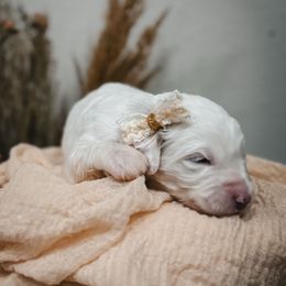 Driftwood (Gray) - Fawn and white female Sheepadoodle puppy in Newport Beach, California from High Desert Doodles