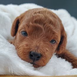 Mr. Blue - Red  Poodle puppy in Leitchfield, Kentucky from Eveleigh Acres Puppies