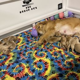 Golden Retriever Puppies from Golden Wise
