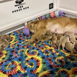 Golden Retriever Puppies from Golden Wise