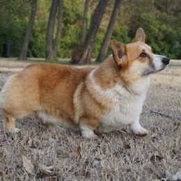 Helix - Pembroke Welsh Corgi