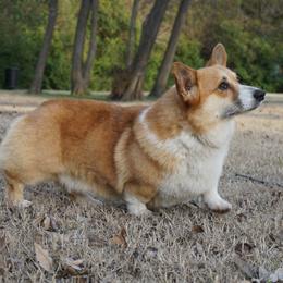 Helix - Pembroke Welsh Corgi