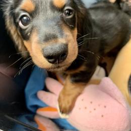 Dachshund and Poodle Puppies from Chocolate Pet Connection