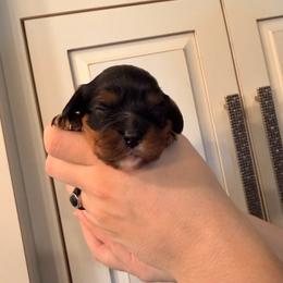Girl pup - Ruby female Cavalier King Charles Spaniel puppy in Rockville, Maryland from Skais the Limit