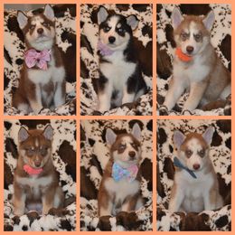 Siberian Husky Puppies from Double Trouble Huskies