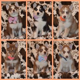 Siberian Husky Puppies from Double Trouble Huskies