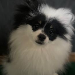 💙Yin💙 - Pomeranian puppy from CutiePoms