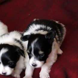 Papillon Puppies from Tresor Papillons
