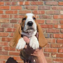 Carl - Red and white male Basset Hound puppy in Bellaire, Ohio from Blessed Bassets