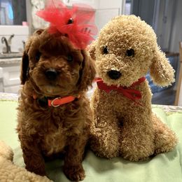 No - Red  female Poodle puppy in Salem, Oregon from Lidiya Poodles