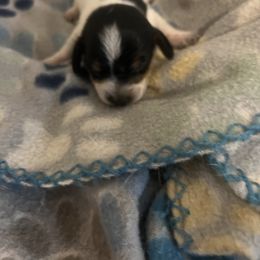 Jasper - Piebald male Dachshund puppy in Conroe, Texas from R&M Dachshunds