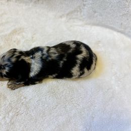 Marsh - Dapple female Dachshund puppy in Stilwell, Oklahoma from Mountain Top Dachshunds