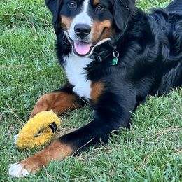 Bernese Mountain Dog All Grown Up from Hideaway Farm