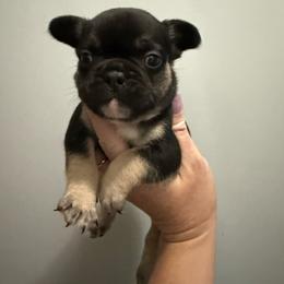 Little bear - Black and tan male French Bulldog puppy in Ludowici, Georgia from Royal Destiny Kennels