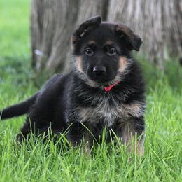 German Shepherd Puppies from Valiant Shepherds