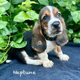 Neptune - Black white and brown male Basset Hound puppy in Dingess, West Virginia from Tuckers' Howling Hounds