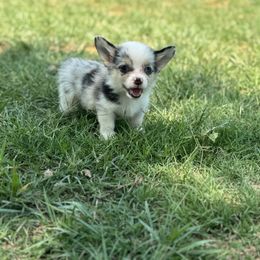Poncho - Blue merle and white male American Corgi puppy in Paradise, Texas from Bar S Corgis