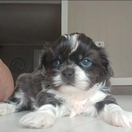 Indie - Blue and white male Shih Tzu puppy in Brodnax, Virginia from K.B's