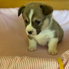 Penny-yellow - Sable female Pembroke Welsh Corgi puppy in New Richmond, Wisconsin from 10 Mile Creek Farms