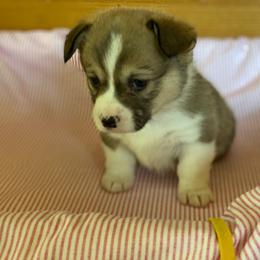 Penny-yellow - Sable female Pembroke Welsh Corgi puppy in New Richmond, Wisconsin from 10 Mile Creek Farms