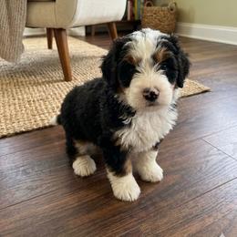 Sunny - Tri-color male Bernedoodle puppy in Cape Fair, Missouri from Flat Creek Bernedoodles
