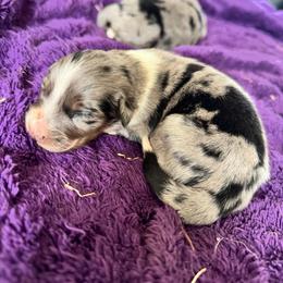 Stella - Blue merle female Australian Shepherd puppy in Charlotte, North Carolina from Awesome Aussies