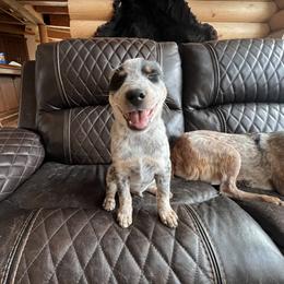 Australian Cattle Dog puppies from Three Finger Farms